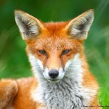 Looking Foxy