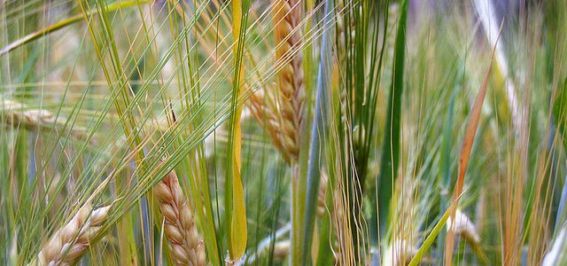 Bushy’s brewery are keeping their fingers crossed that this year’s barley crop comes up to the high standards required for it to be malted for use in making the finest...