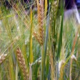 Bushy’s brewery are keeping their fingers crossed that this year’s barley crop comes up to the high standards required for it to be malted for use in making the finest […]